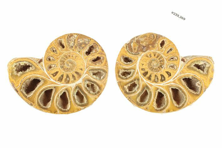 Jurassic Cut & Polished Ammonite Fossil - Madagascar #239369
